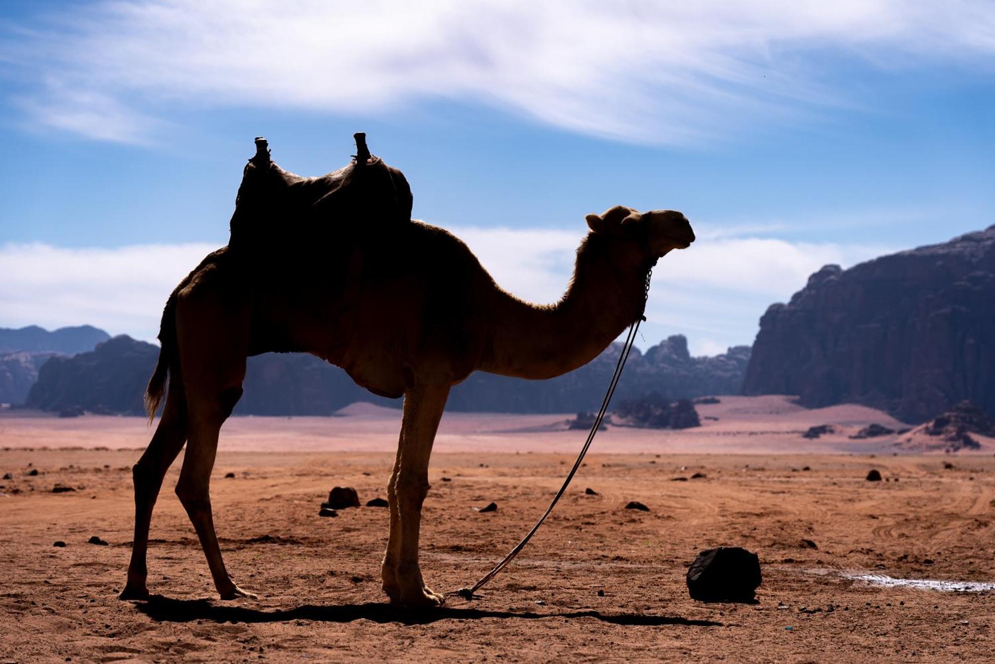 Oblivion Camp Hotel Wadi Rum Exterior foto